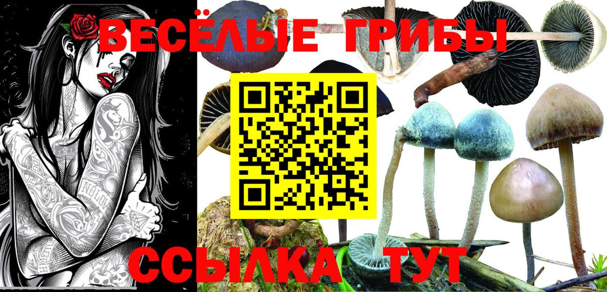 Галлюциногенные грибы мицелий  Вход с VPN  Санкт-Петербург  Галлюциногенные грибы Cubensis 